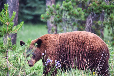 Brown Bear Mama Jasper