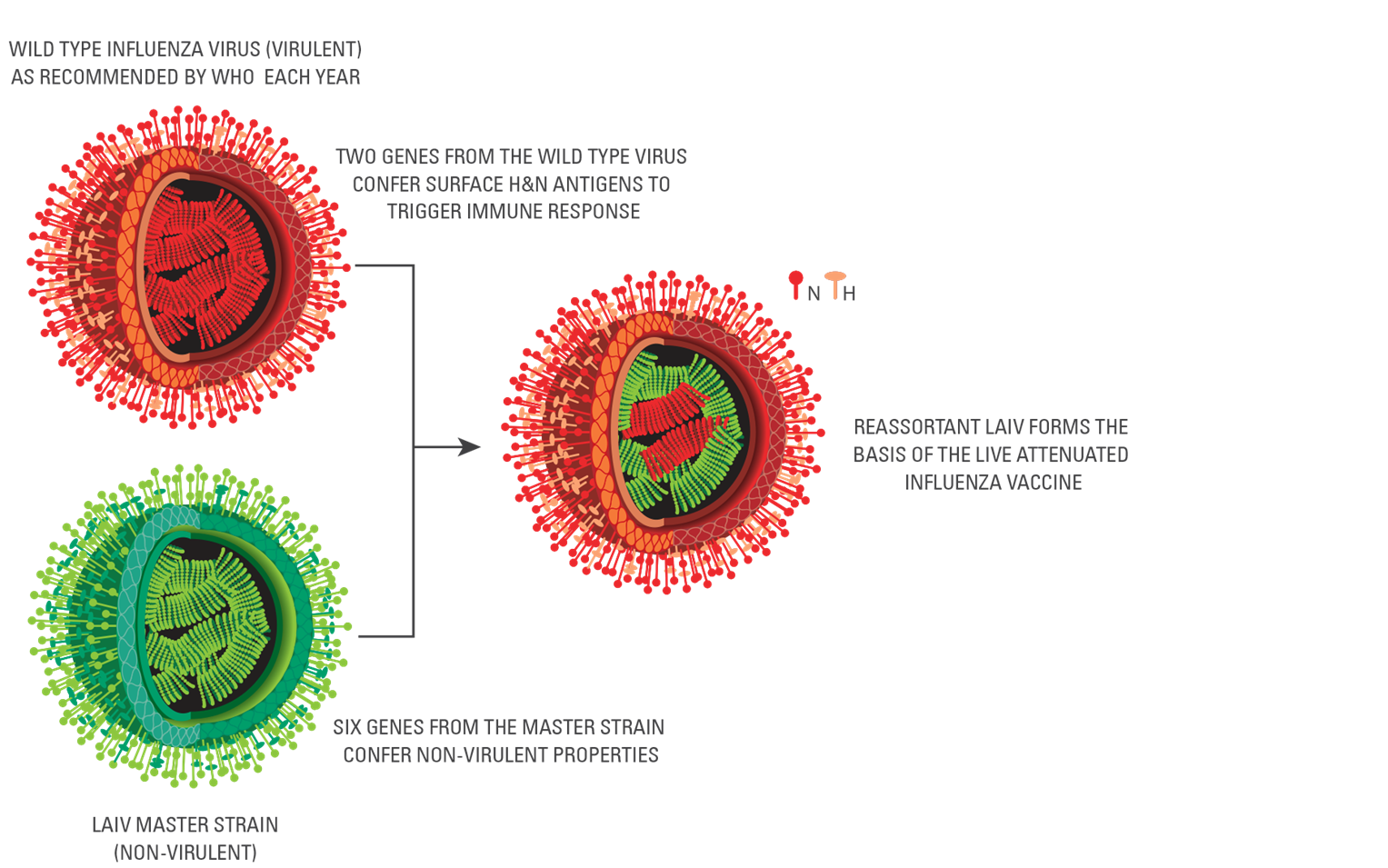 Vaccines | proteintherapy
