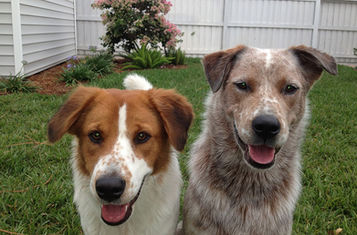 A Day for Love and Paws