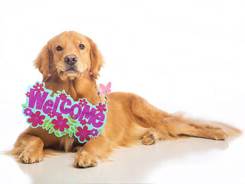 Dog holding a welcome sign