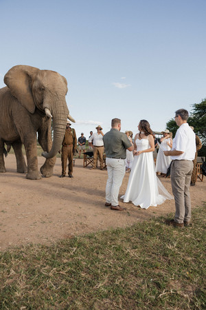 A couple in wedding attire stands before a large elephant, surrounded by onlookers in a sunny outdoor setting with a clear sky.