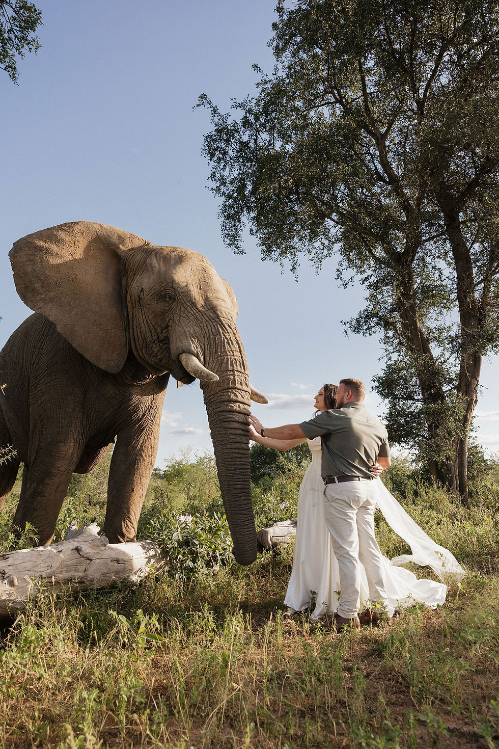 A couple in wedding attire gently touches an elephant's trunk in a sunny grassy area surrounded by trees, conveying a serene mood.