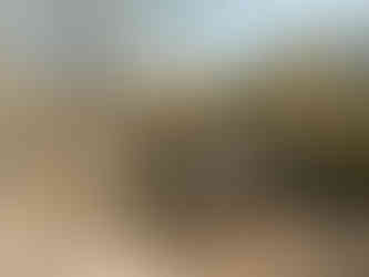 Safari wedding guests enjoying a bush walk