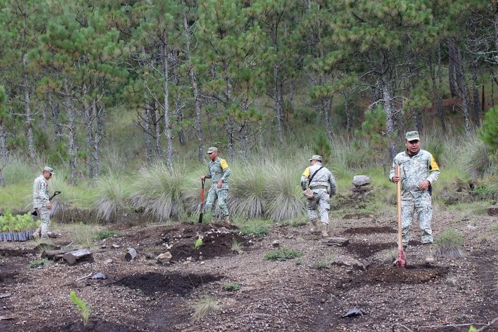 Celebra Gobierno del EdoMéx “Día Estatal de la Reforestación” con jornadas para recuperar bosques