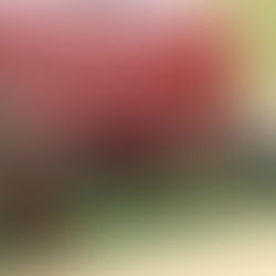 Despliegan jornada de vacunación contra sarampión en sedes del SMSEM