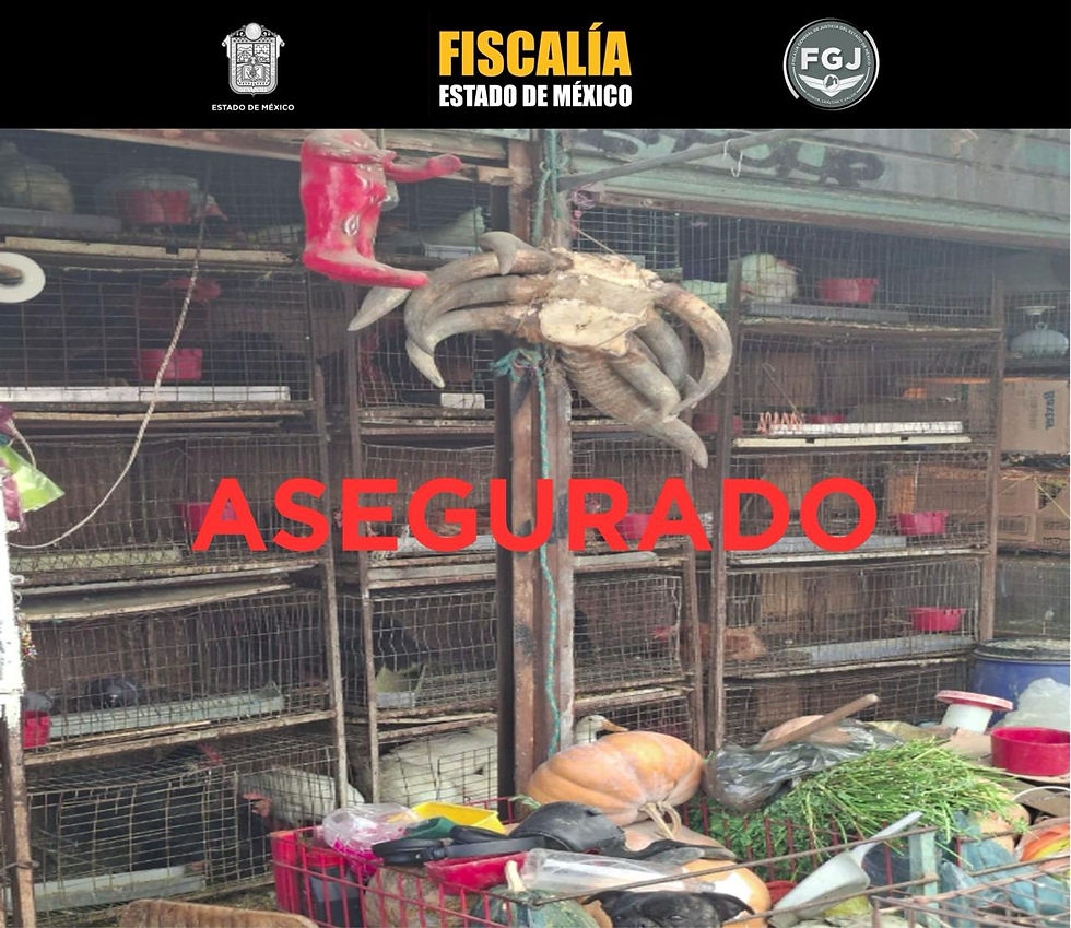 Rescatan a 162 animales de local comercial en Cuautitlán