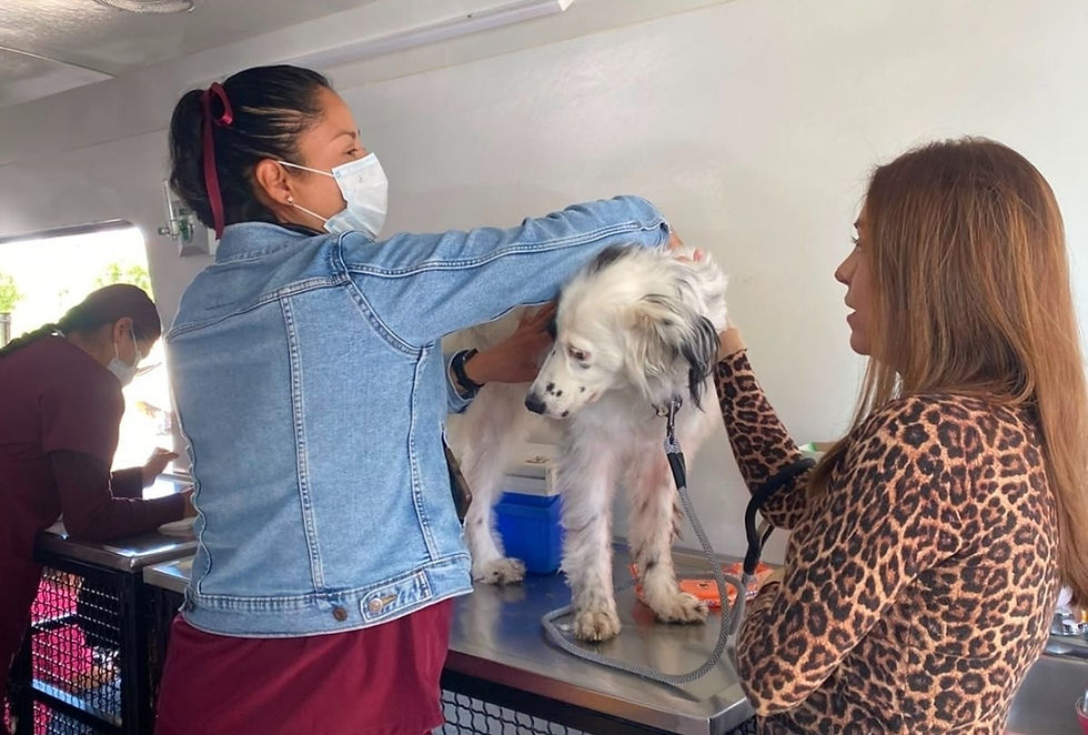 Con servicios gratuitos y adopciones responsables, EdoMéx celebró el Día Mundial del Perro