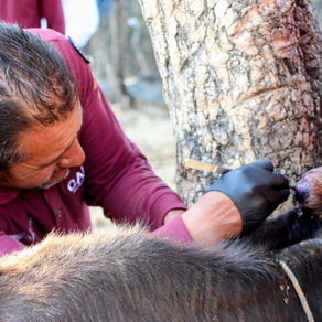 Mantiene GEM control de contagios de gusano barrenador