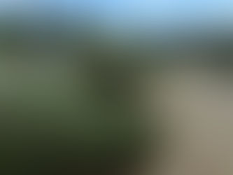 ¡Transforma tu árbol de Navidad en composta! GEM instala centros de acopio