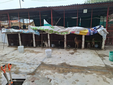 Asegura Fiscalía Edoméx centro de protección animal de Ixtapaluca