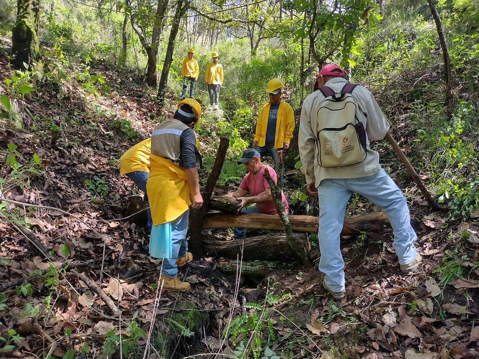 Culmina GEM actividades de cuidado de bosques