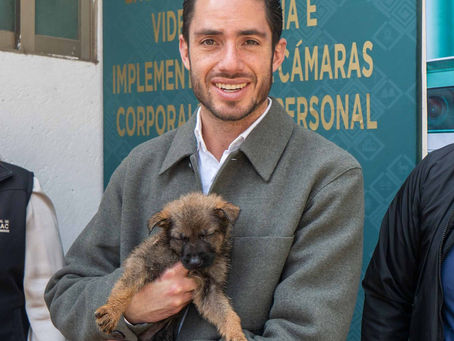 Hasta 15 años de prisión por maltrato animal; PVEM impulsa avance en nueva ley