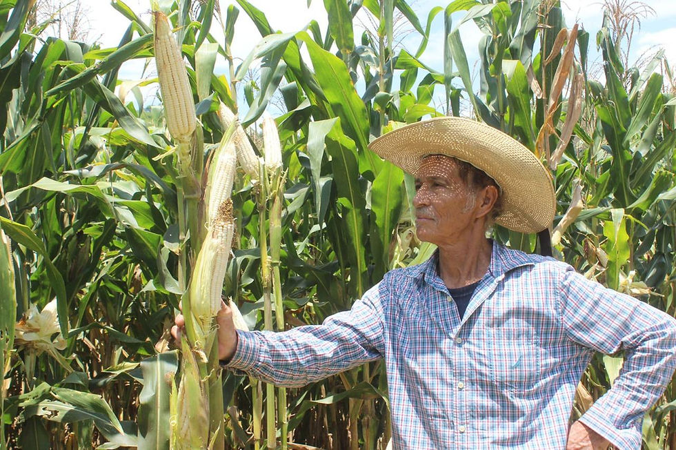 Con investigación y capacitación, GEM impulsa la producción de maíz