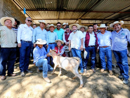 GEM combate primer caso de Gusano Barrenador registrado en la entidad