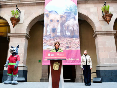 Impulsa Delfina el bienestar animal para perros y gatos callejeros