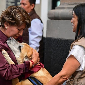 GEM prioriza el bienestar de animales; realiza más de 185 mil esterilizaciones