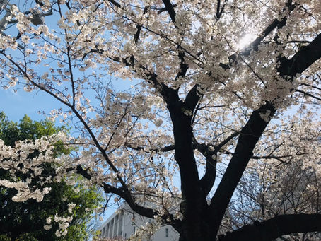お花見シーズン到来♪桜は日本人の心|桜から学ぶこと