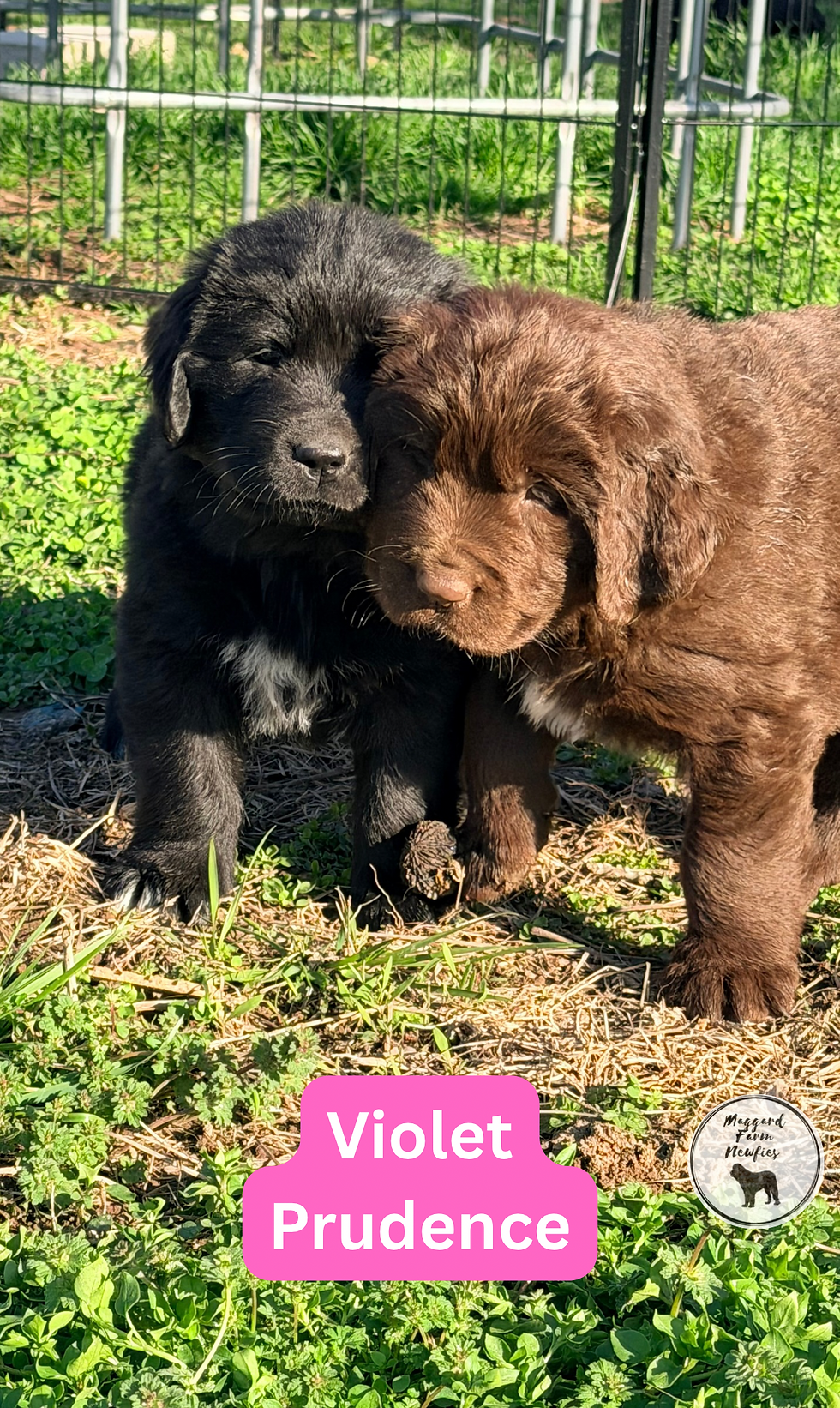 Violet Prudence