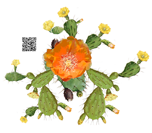 1 - Opuntia.png
