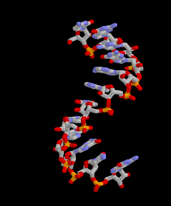 RNA-gif.gif