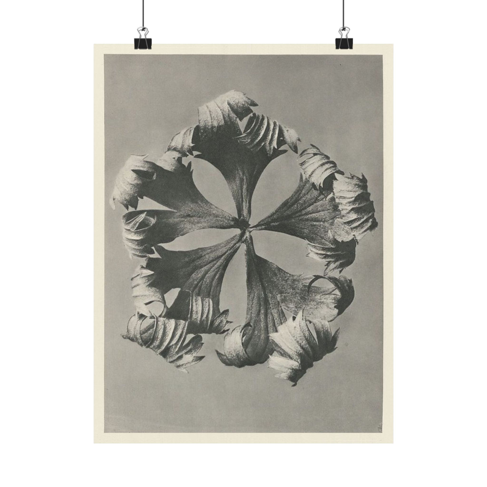 Delphinium by Karl Blossfeldt -  Vintage Botanical Art Photography