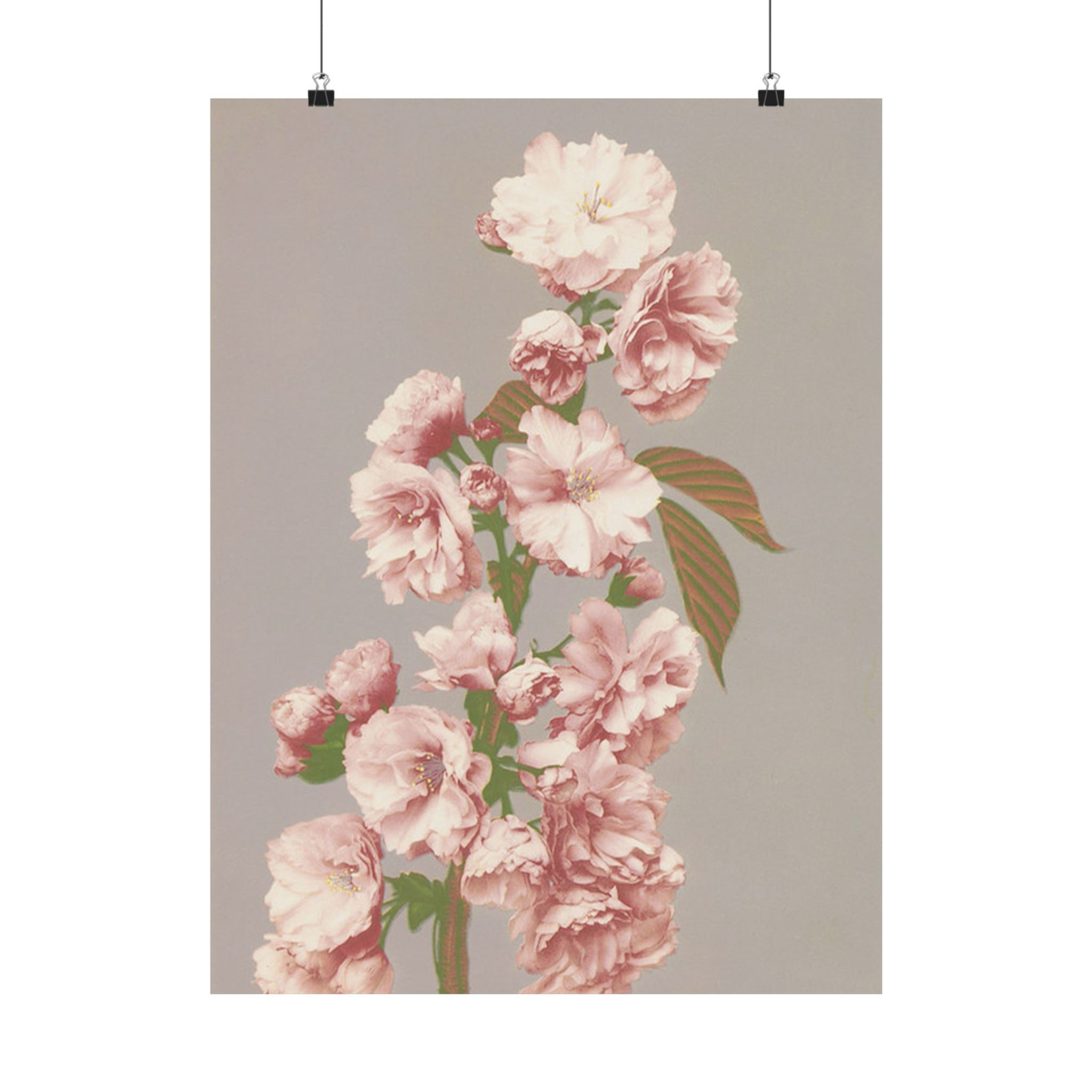 Cherry Blossoms by Ogawa Kazumasa - Vintage Japanese Floral Print