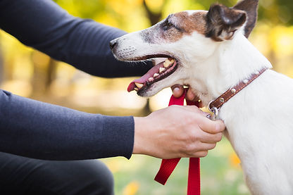 owner-putting-leash-pet.jpg
