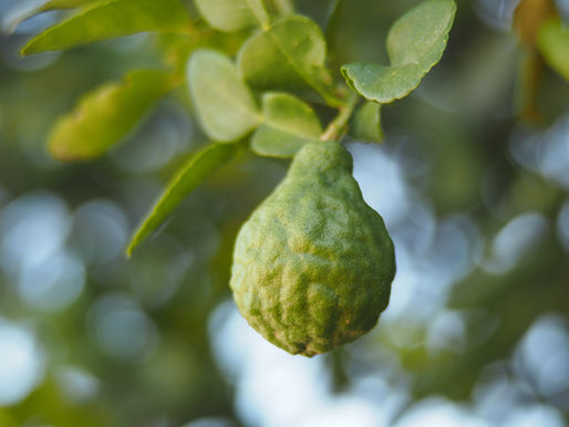 Estratto di Bergamotto e ricerca scientifica sul GLP-1 e il metabolismo del glucosio