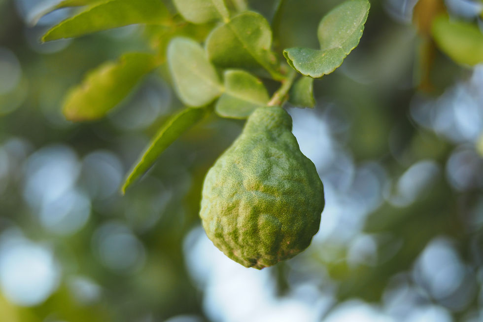 Bergamotto fresco, estratto naturale usato in fitoterapia per il metabolismo