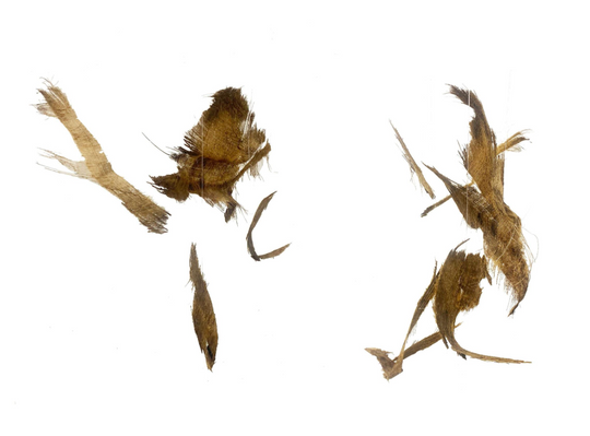 Sea Side, Series II 2022, 10cm x 7cm, 40cm x 15cm, 30cm x 18cm, 32cm x 18cm,  Coconut Husk