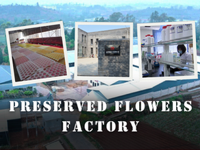 Top 10 Preserved Flower Factory in China