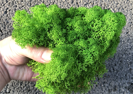 驯鹿苔藓 3.png