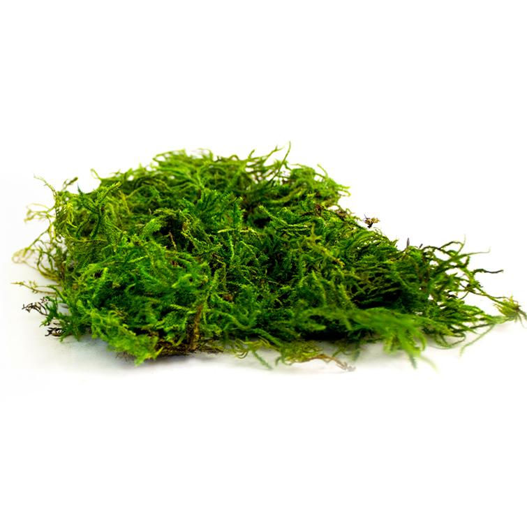 ree