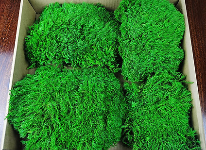 moss 1.jpg