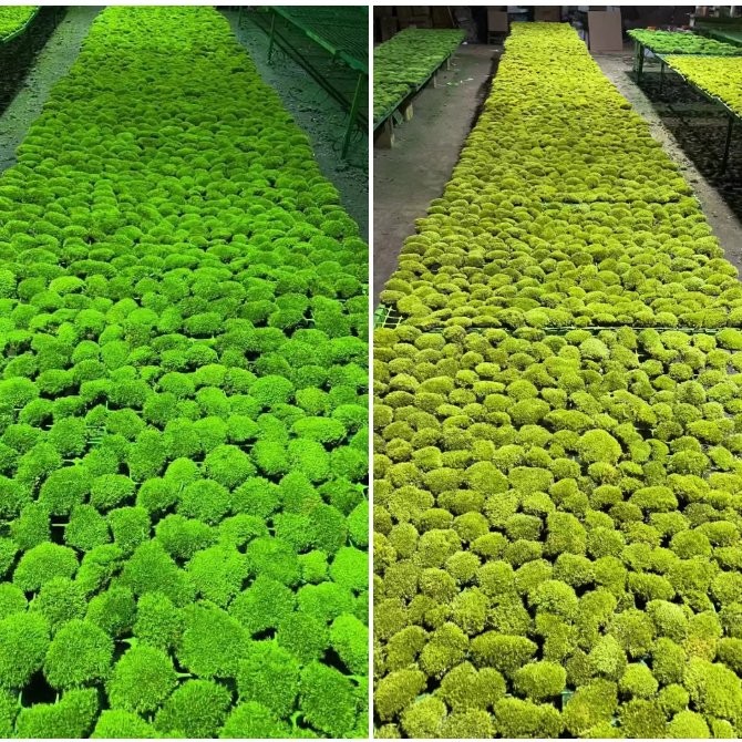 Pole Moss