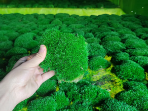 What is Preserved Moss? All You Need to Know