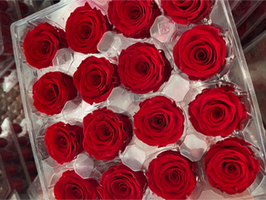 How to Care for Preserved Flowers: Tips for Different Climates