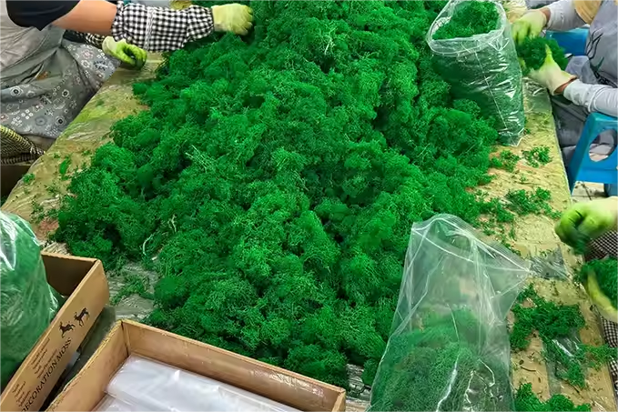 Reindeer Moss Packaging