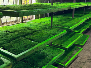 The Complete B2B Guide to Wholesale Preserved Moss: What Importers Should Know