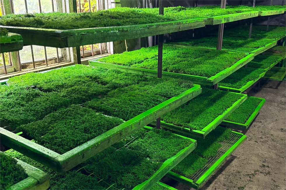 Preserved Moss Factory