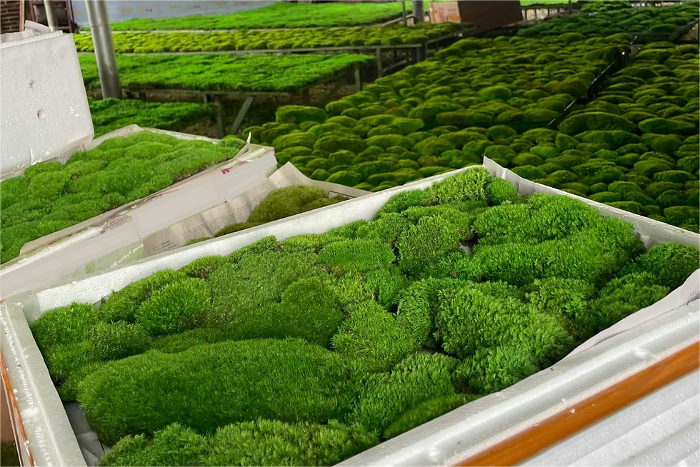 Preserved Moss Factory