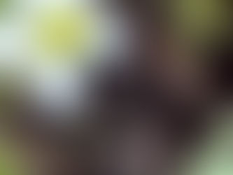 Little Doll Memories Poem