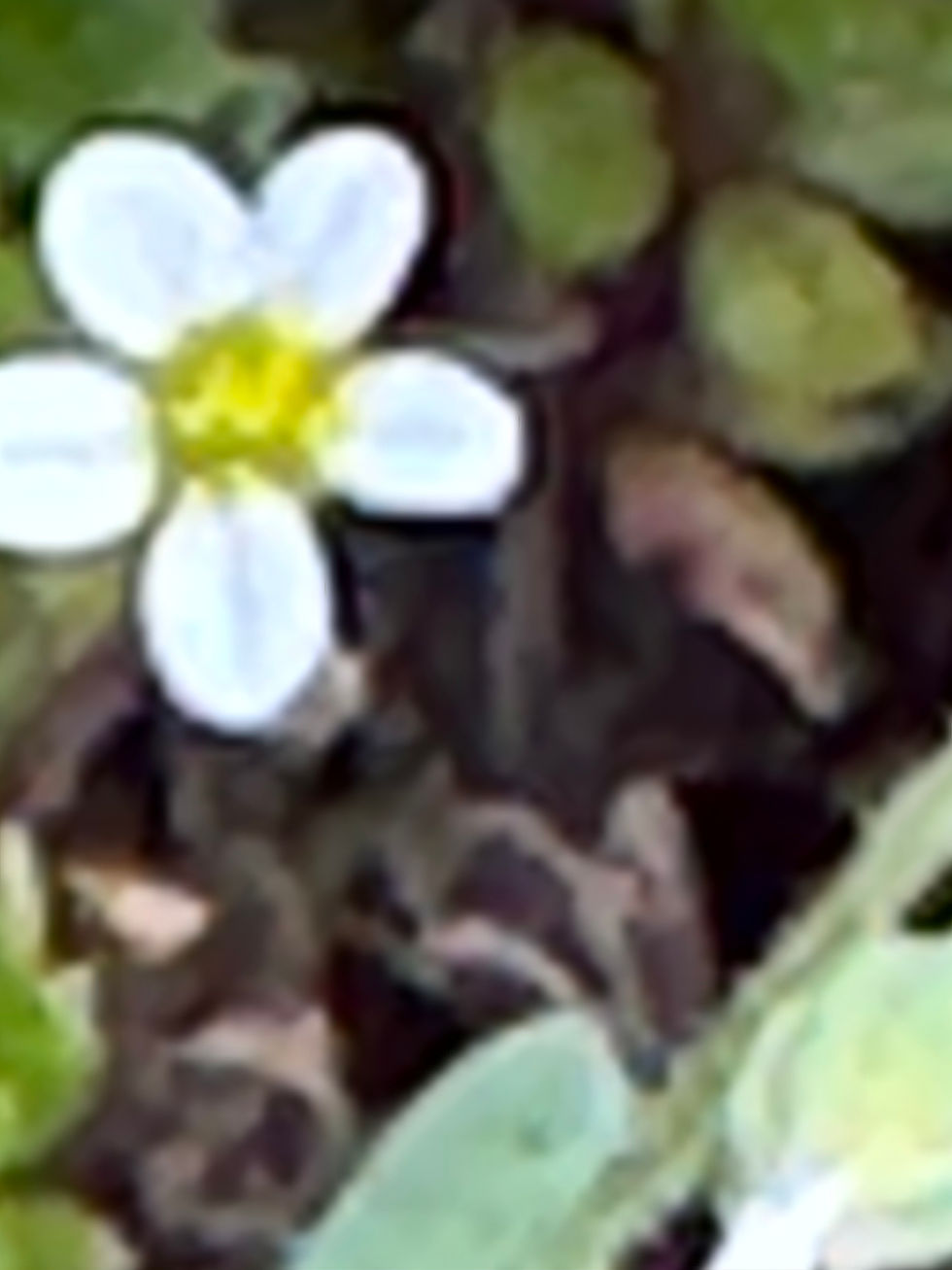 Little Doll Memories Poem