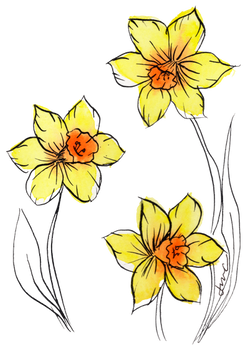 daffodil