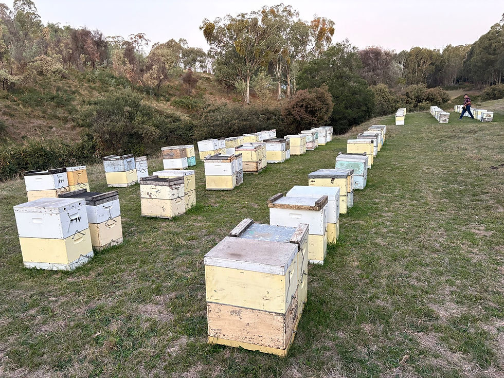 Setting the Stage for Success: Wintering and Feeding Bees for a Strong Pollination Season