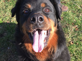 Shelter Life: Bergen County Animal Hospital---Meet Gunner!