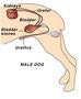 Bladder Stones in Dogs: Part 1 of 2
