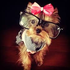 Breed of the Month: Yorkshire Terrier, Shedding Light on the Little Mystery Dogs