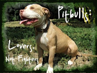 Breed of the Month: The American Staffordshire Terrier