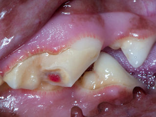 Dental Disease in Dogs